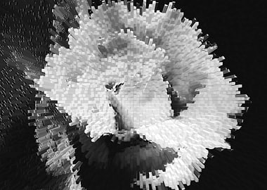 Monochrome rose explosion