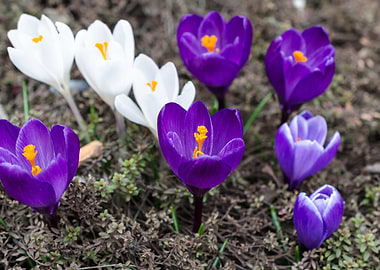Crocus flower