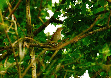 Night Song Nightingale