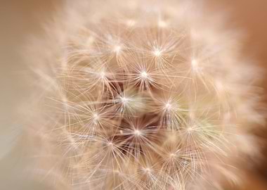 Taraxacum flower close up
