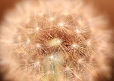 Taraxacum flower close up