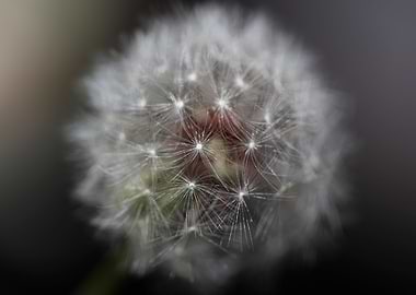 Taraxacum flower close up