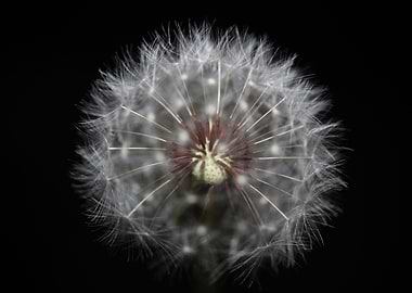 Taraxacum flower close up