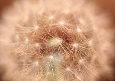Taraxacum flower close up