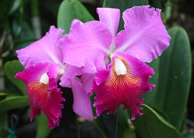 Hawaii Pink Purple Orchids