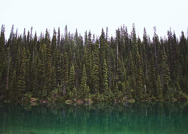 Forest Trees at Lake