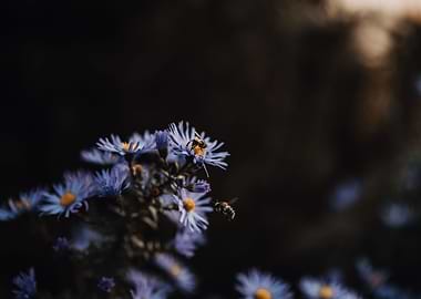 Moody Aster 2