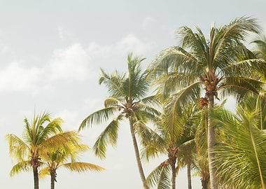 Caribbean Palm Trees 3