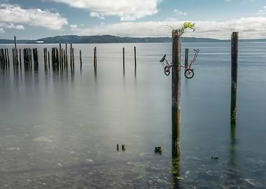 TimeWorn Pilings