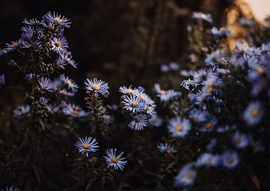Moody Aster 4
