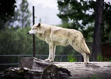 White Wolf