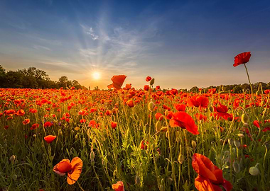 Poppy field at sunset