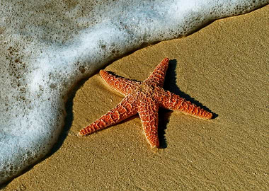 Starfish