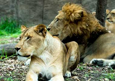 Lion couple
