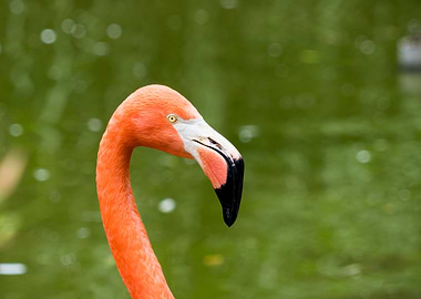 Flamingo