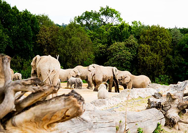 Family of elephants