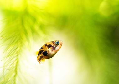 Blowfish Dwarf puffer fish