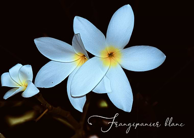 Fleur de frangipanier