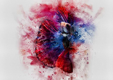 Siamese fighting fish