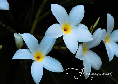 frangipanier blanc