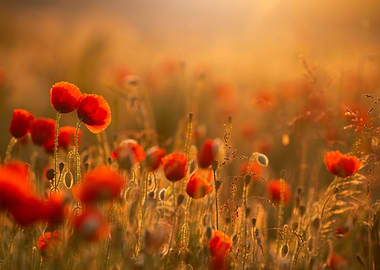 Poppies field at sunrise
