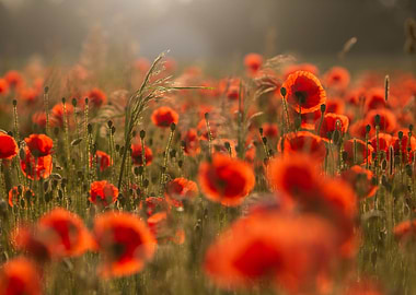 Poppies field at sunrise