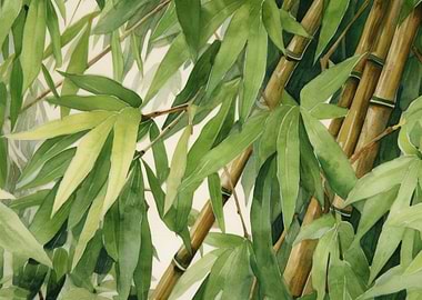 Ink Wash Calming Bamboo