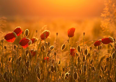 Poppies field at sunrise