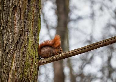 Red Squirrel On Tree