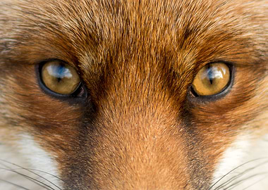 Fox Eyes