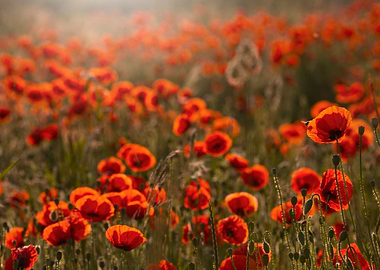 Poppies field at sunrise