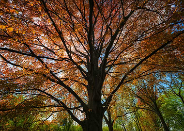 Majestic Copper Beech Tree