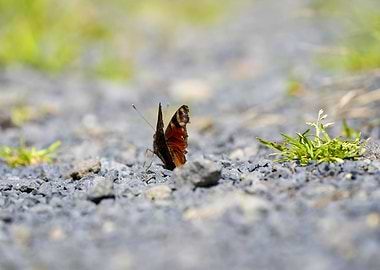 Aglaisio peacock butterfly