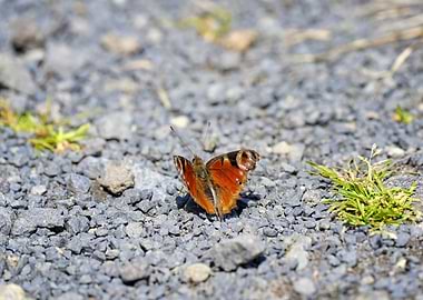 Aglaisio peacock butterfly