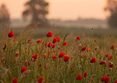 Fields of red poppy