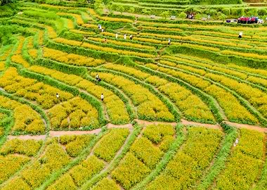 Nice Terraced meadows