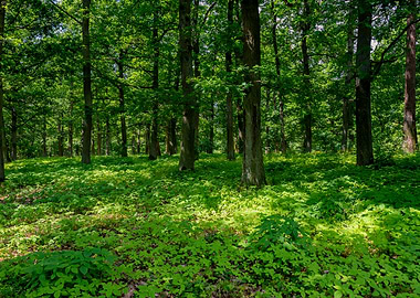 A green forest