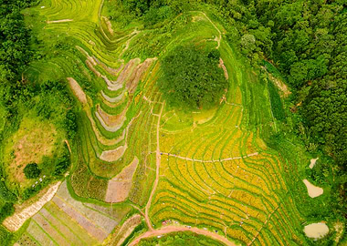 Nice Terraced meadows