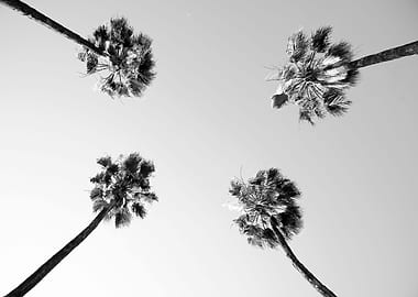 Under the Palm Trees 4