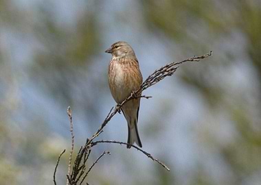 Common linnet