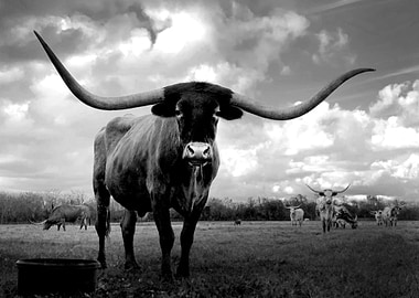 Texas Longhorn