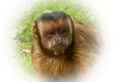 Tufted capuchin