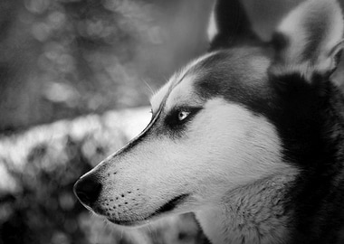 Husky