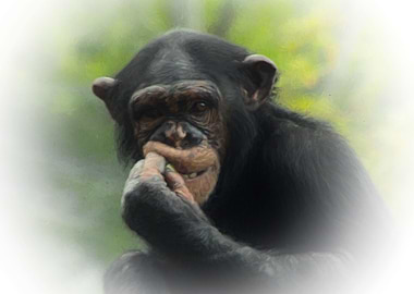 Chimpanzee