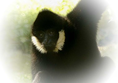 Black crested gibbon