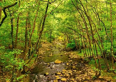 River forest landscape