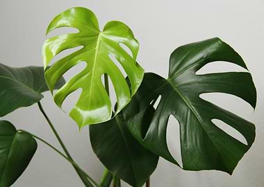 Monstera