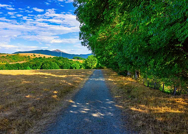 Road field landscape