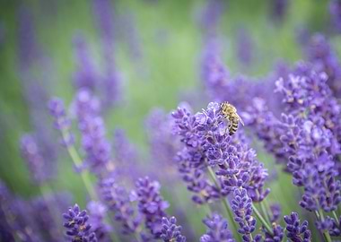 Lavender and Bee
