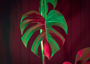 Monstera